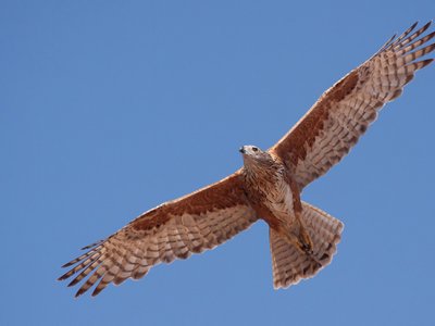 A red goshawk with its wings outstretched