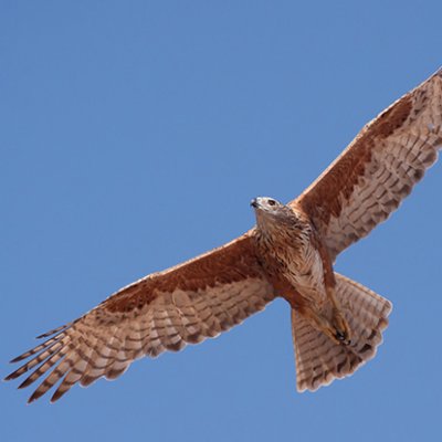 A red goshawk with its wings outstretched