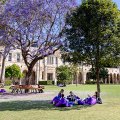 A green lawn in front of a sandstone building. People are sitting on purple beanbags under jacaranda trees on the lawn.